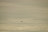 Eagles