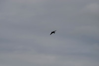 Birds in flight
